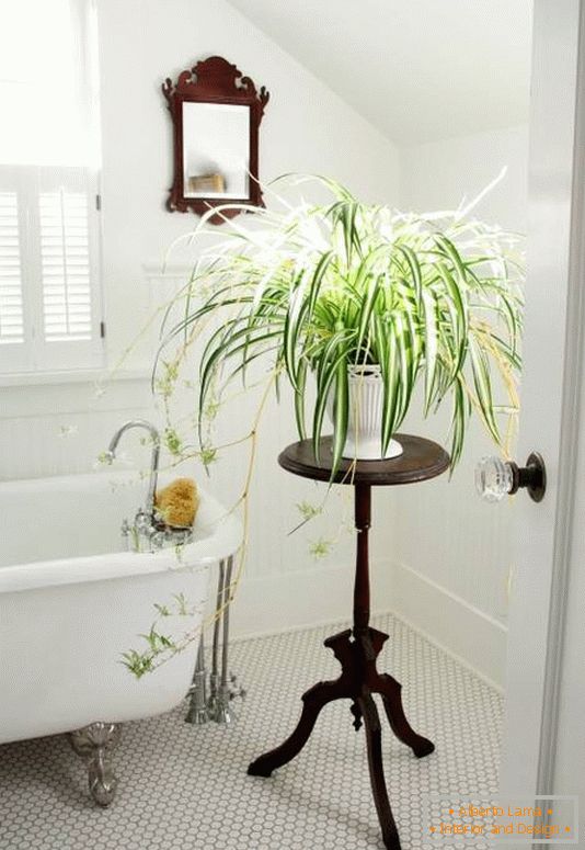 Dekoracja łazienki z roślinami domowymi