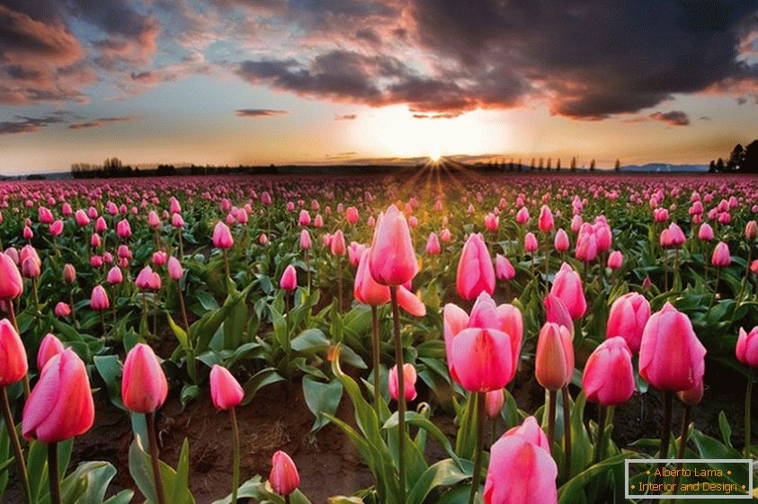 Wiosna kwiatu pola w Holandia