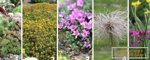 Najlepsze rośliny do alpejskiej zjeżdżalni - zdjęcia i nazwiska