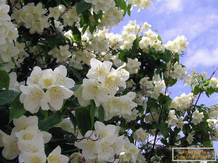 Jaśmin to krzew oliwki z białymi kwiatami w kształcie gwiazdy. Rodzima ziemia jaśminu to Arabia i Wschodnie Indie.