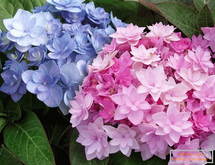 Semi-podwójne kwiaty Hortensja Blushing Bride Endless Summer.