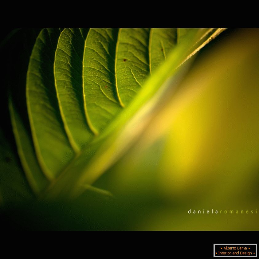 Makro- fotografia paprociowy liść