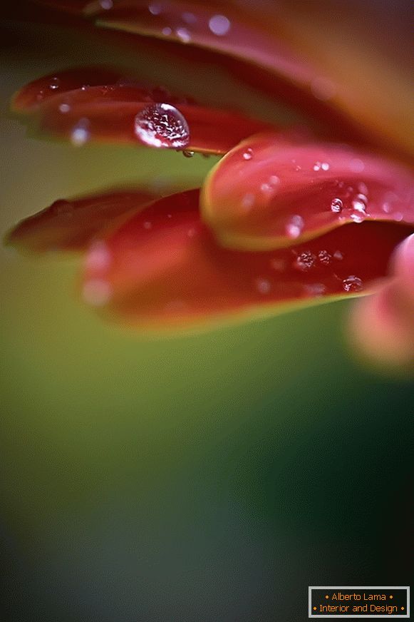 Makro- fotografia kwiat z rosą