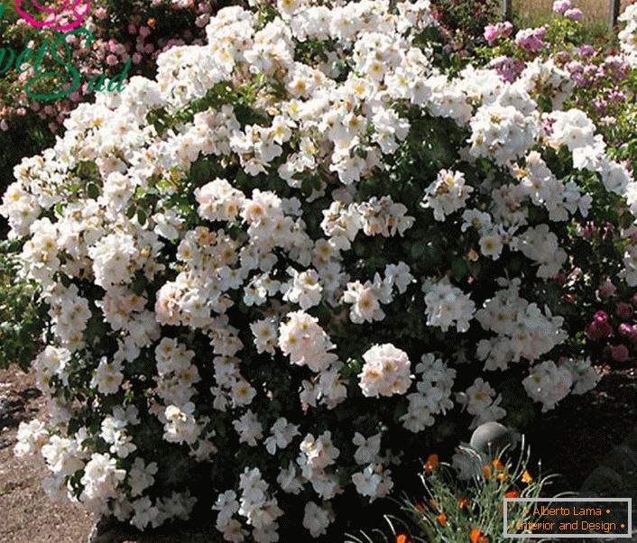 Pachnący krzew białej róży jest czymś w rodzaju Sally Holmes.