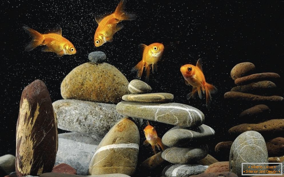 Dekoracja akwarium z kamieniami