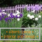 Purpurowy ogrodzenie na flowerbed