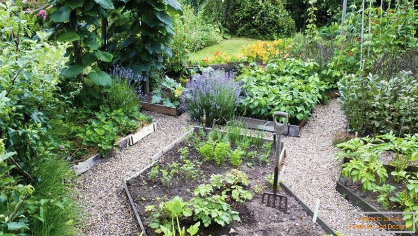 Ogród warzywny na działce o powierzchni 12 hektarów