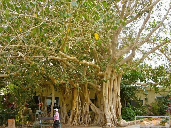 W Tajlandii ficus jest uważany za święte drzewo i jako symbol jest przedstawiony na ramionach kraju.