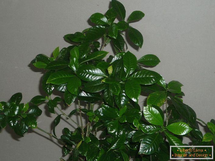 Błyszczące liście gardenii są gęste z odrobiną wosku. Układ liści jest odwrotny, czasami w okół do 3.