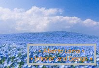 Hipnotyczne niebieskie pola w Parku Nadmorskim w Japonii
