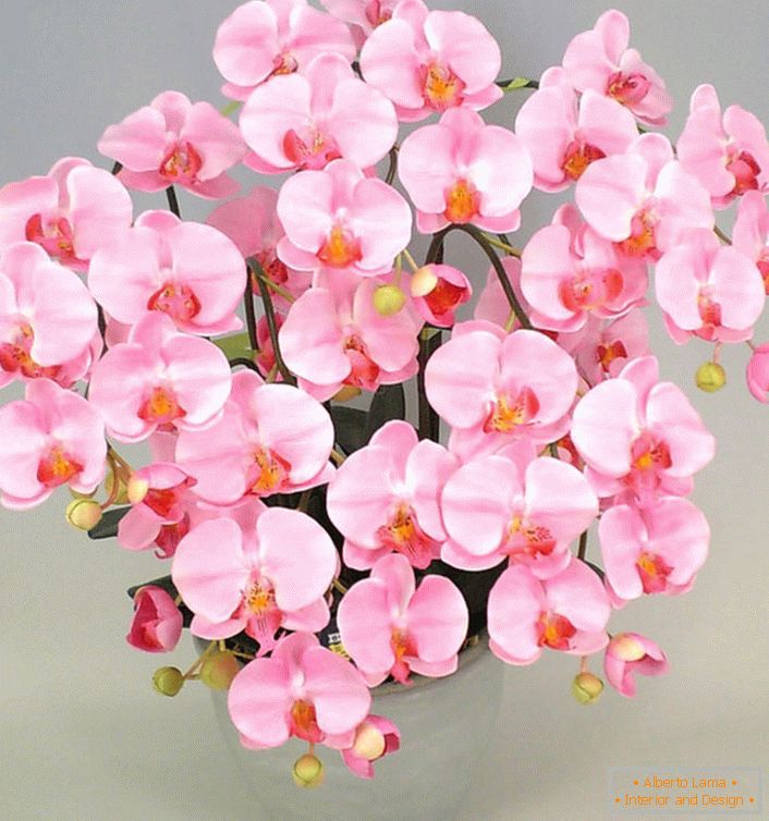 Różowa orchidea