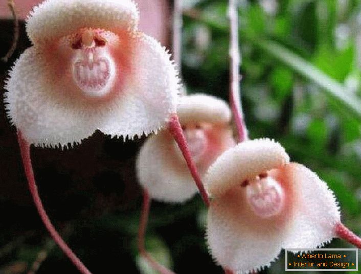 Orchidea z wybrzeży Amazonki