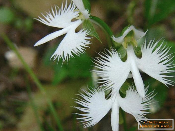Zaskakująco niezwykły kwiat przypominający białego bociana. Orchidea jest japońska.
