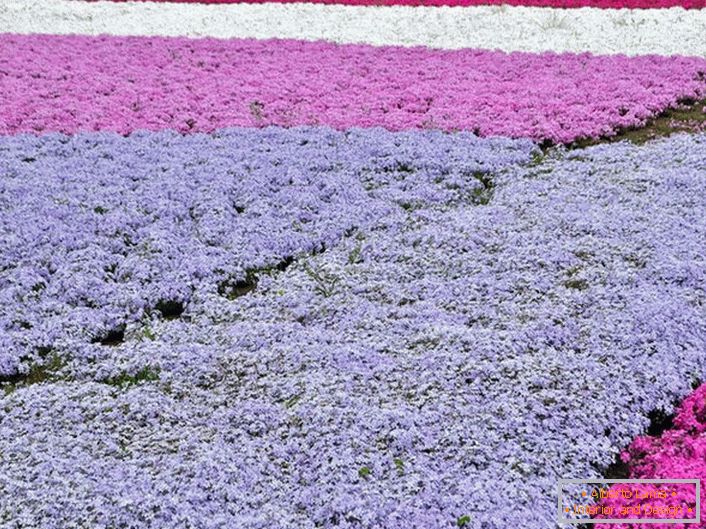 Popularnym wariantem rejestracji osobistej fabuły są dywany z floksa. W tym samym czasie do kompozycji kompozycji można wykorzystać kwiatostany w różnych kolorach.
