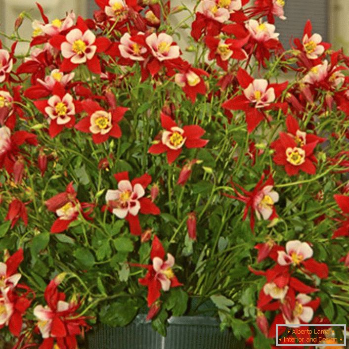 czerwone kwiaty Orlik