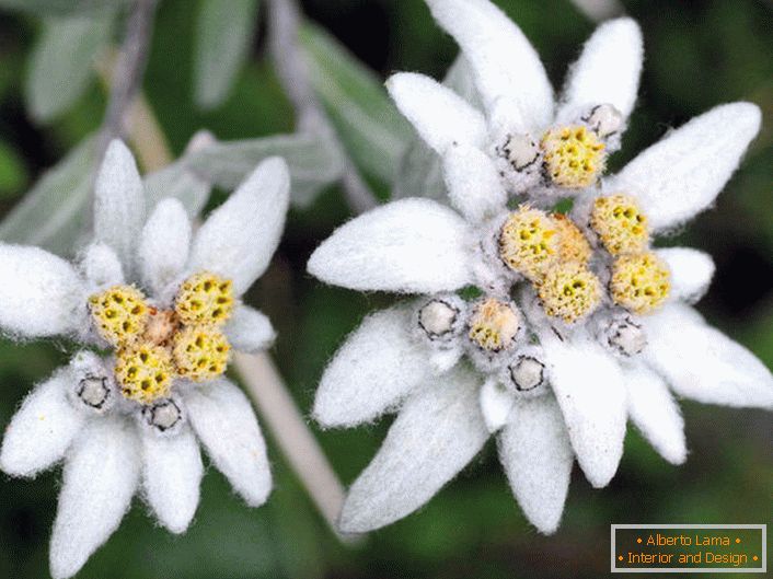 Sortuj Edelweiss.