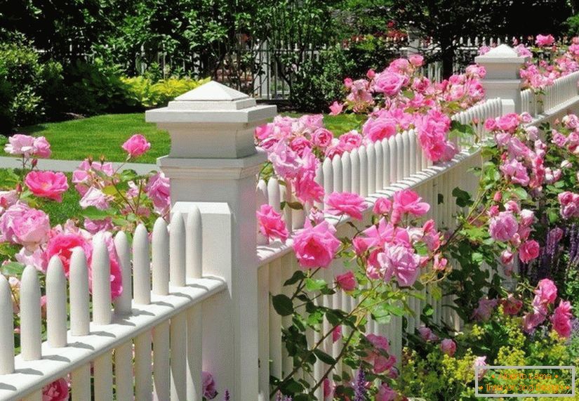 Różaniec wzdłuż ogrodzenia