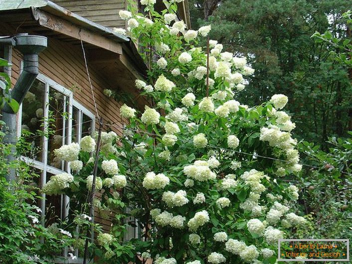 Wysoki krzak hortensji petiolate z bujnymi białymi kwiatostanami.