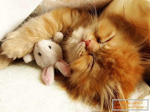 Słodki śpiący kotek