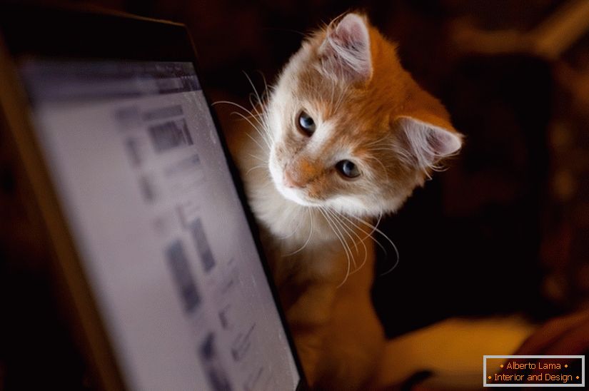 Kot patrzy na monitor