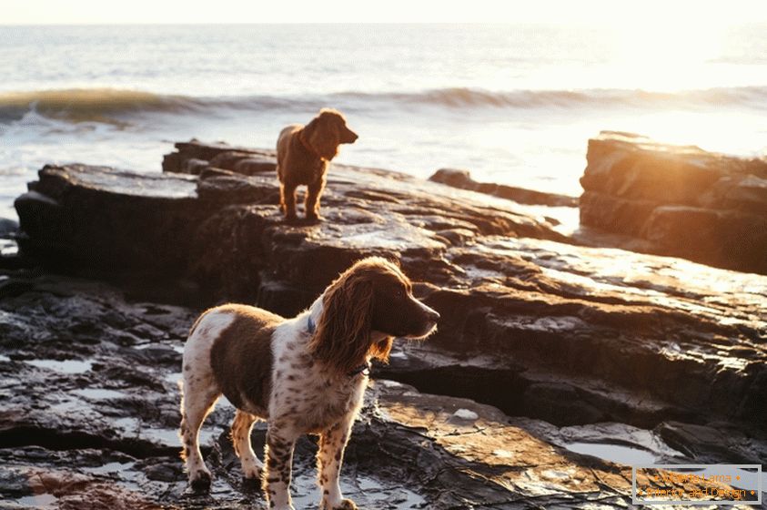 Psy na wybrzeżu
