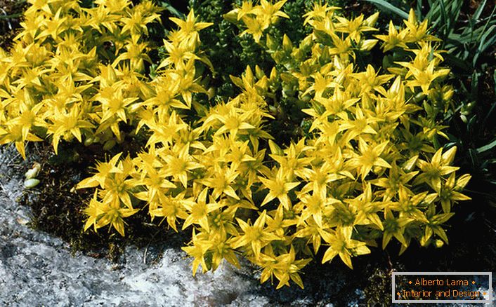 Jaskrawo żółte kwiatostany jednego z gatunków z rodziny krzewów ozdobnych to gryzonia scoria.