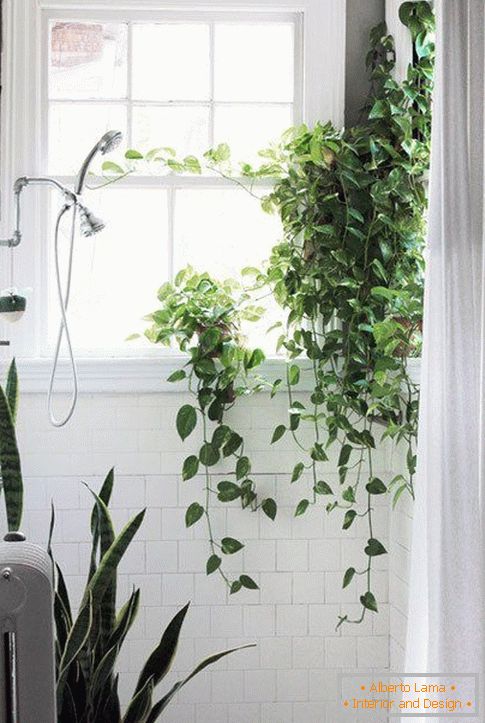 Rośliny w projektowaniu łazienki