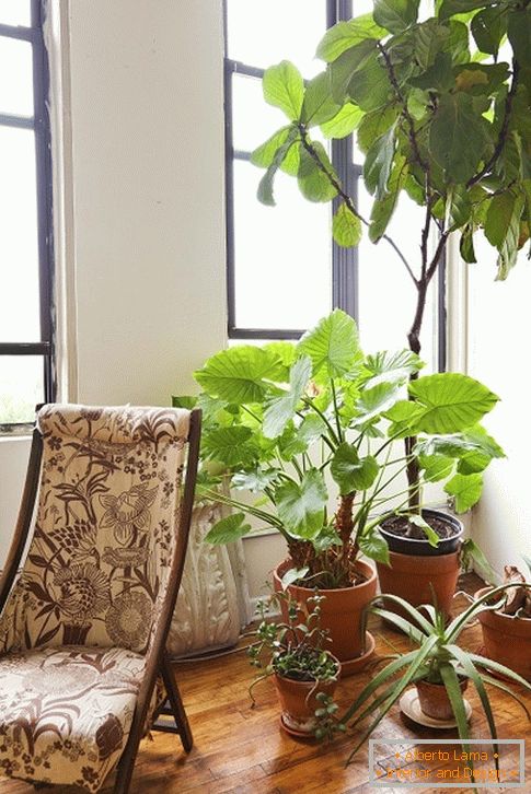 Wewnątrz растения за креслом