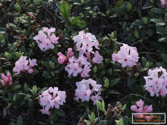 Rododendron kwitnienia