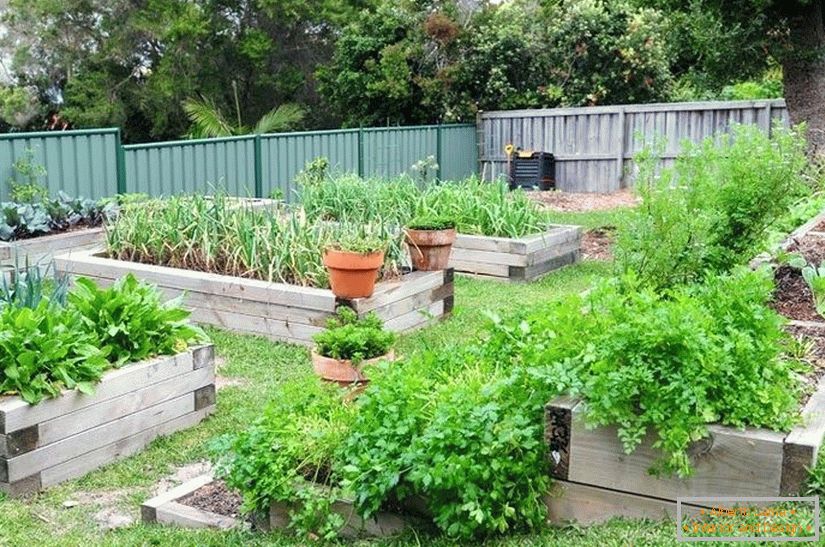 Projekt ogrodu kuchennego