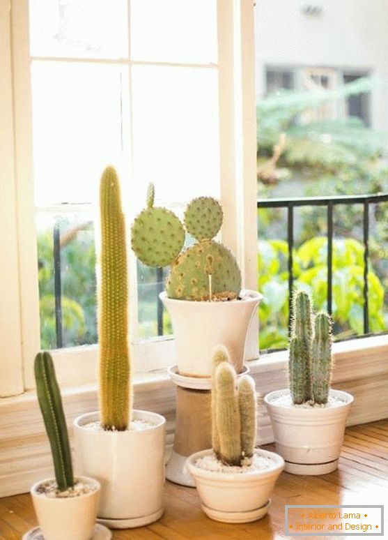 Kaktusy we wnętrzu