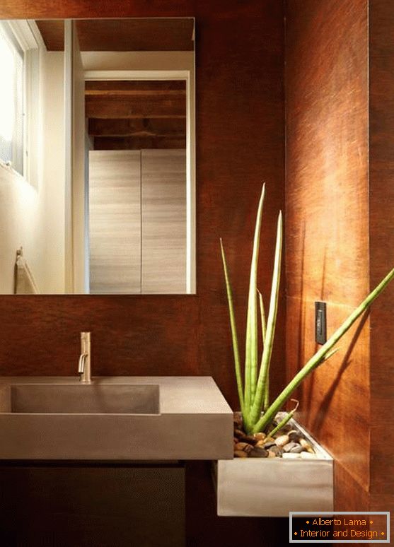 Aloe vera w nowoczesnej łazience