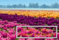 Tulipmania lub kolorowi tulipanowi pola w Holandia
