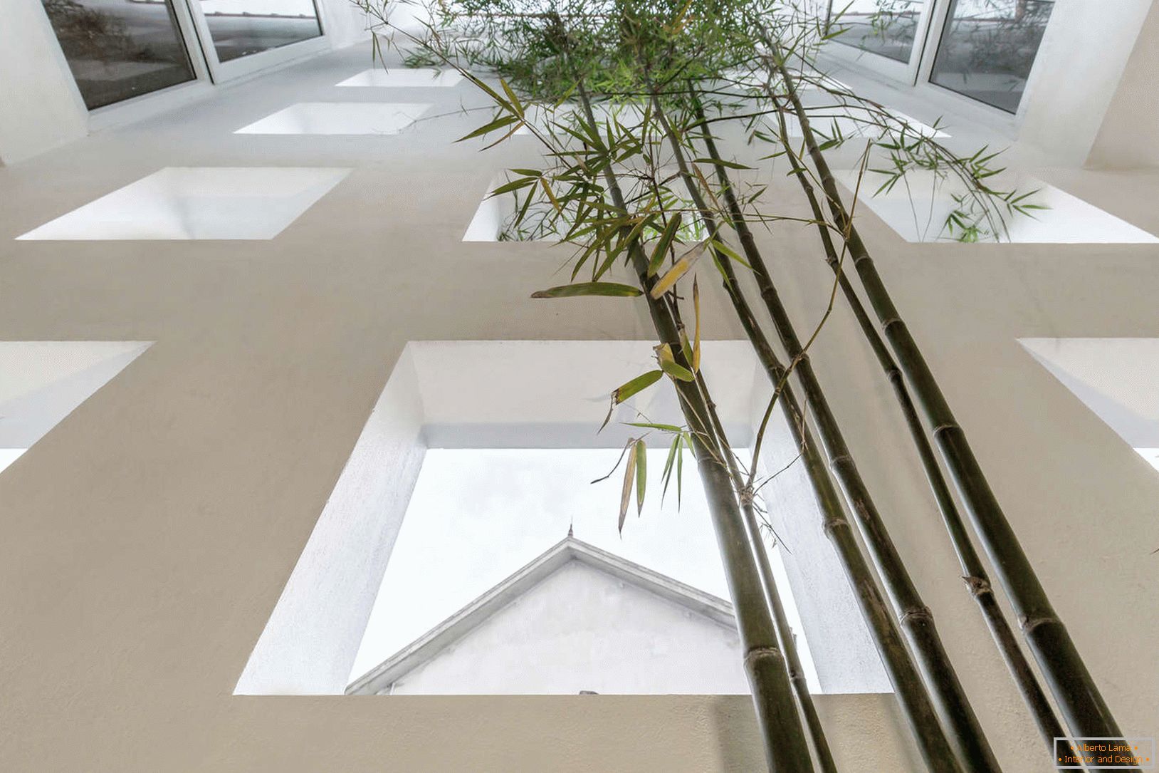 Bambus w wąskim betonowym domu