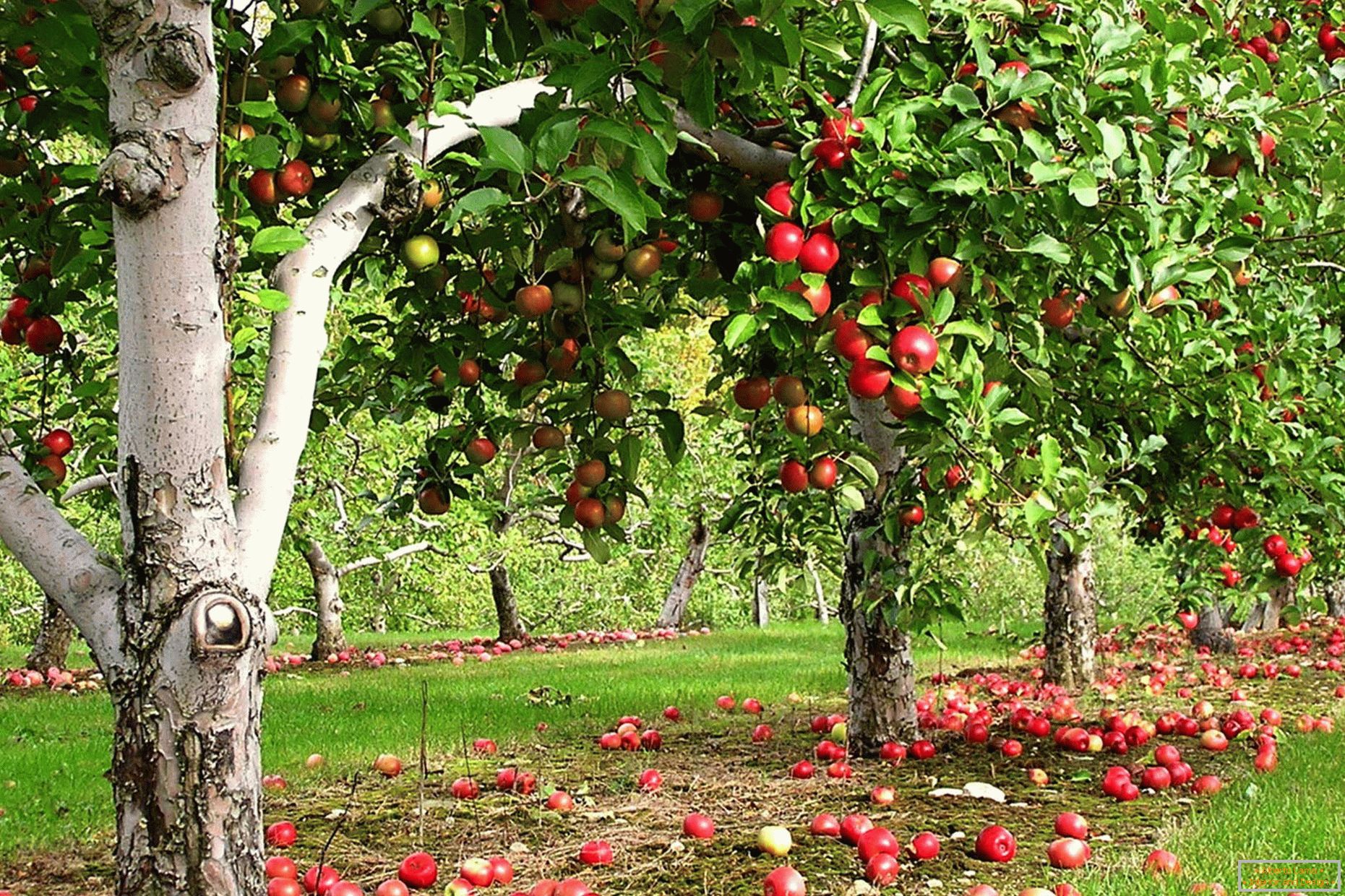 Ogród jabłoni w kraju