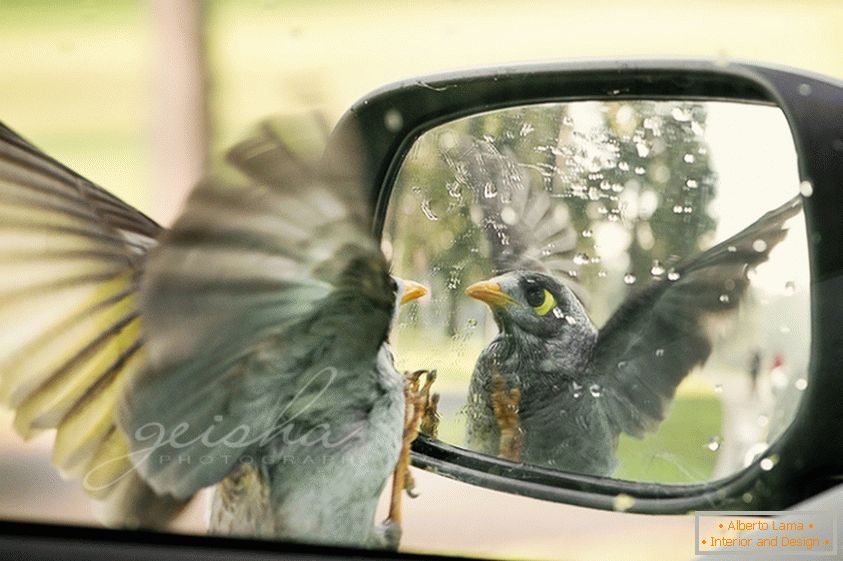 Ptak wygląda w bocznym lusterku samochodu