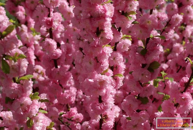 Krzew migdałowy odnosi się do pięknie kwitnącego. Migdałowa trójwarstwowa różowa piana.