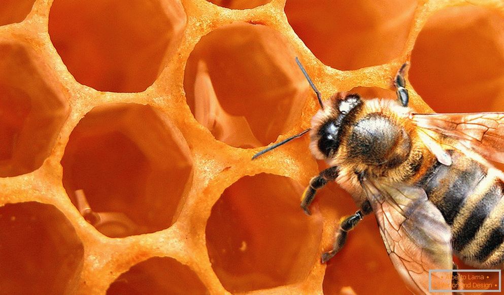 Pszczoła o strukturze plastra miodu