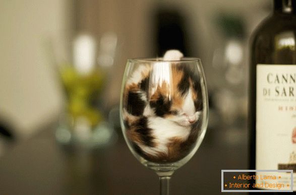 Kotek w kieliszku wina