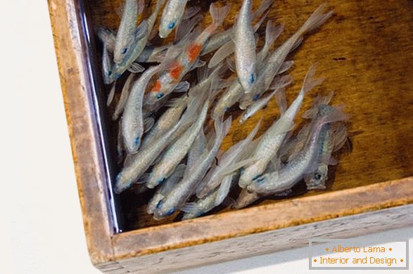 Niezwykłe obrazy ryb od artysty Riusuke Fakeori