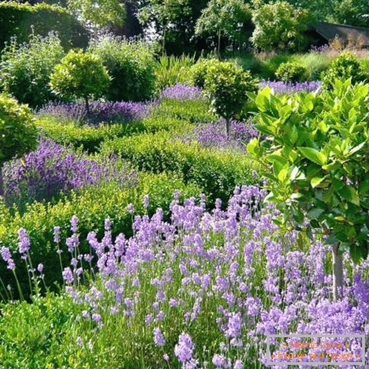 Ogród z wąskimi ścieżkami i wysokimi kwiatami