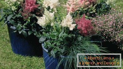 Astilba japoński i chiński: odmiany i cechy opieki