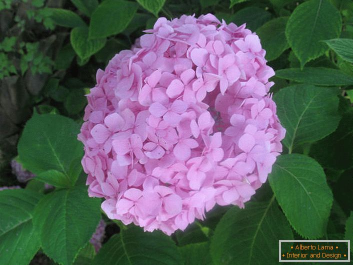 Hortensja wielolistna ma delikatny różowy kolor.