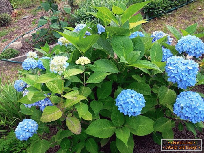 Hortensja dużych liściach Bloom Star z niebieskimi kwiatami.