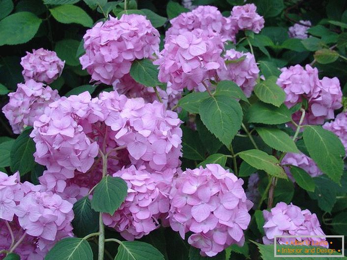 Jasnoróżowe kwiaty hortensji to wielkolistne ozdoby każdego ogrodu.