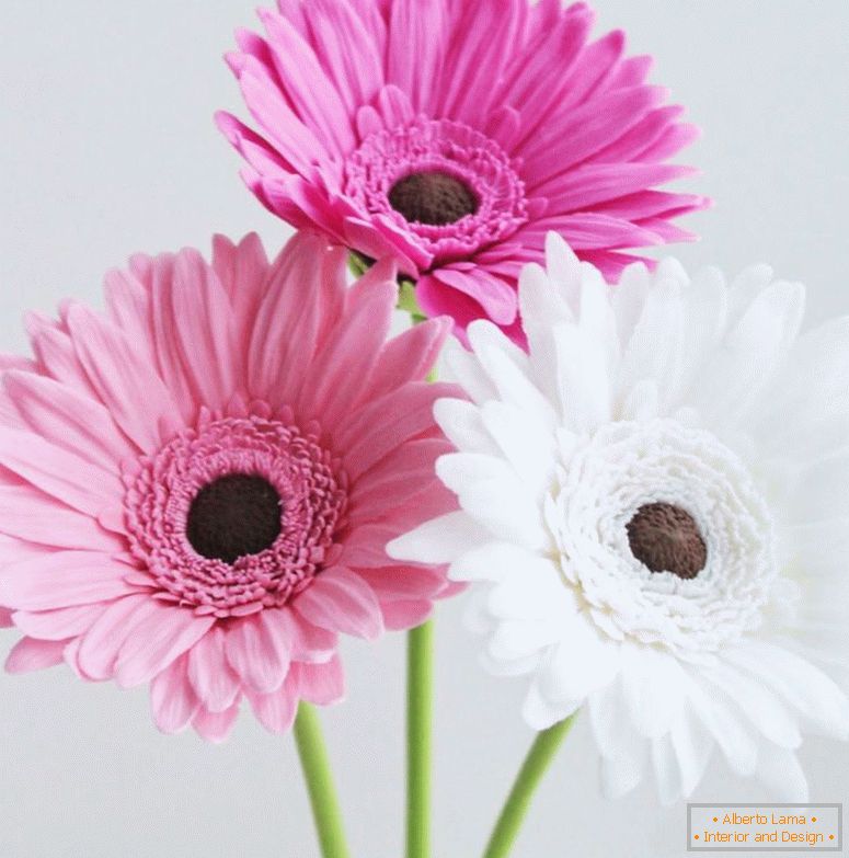 kwiaty-kwiatowy-gerbera-z-polimeru-gliny