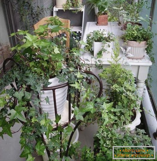 Mały ogród на маленьком балконе