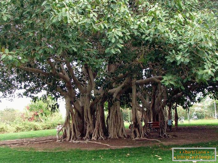 Ficus bengalski to drzewo z rodziny Tutov, rośnie w ciepłych krajach Indii, Tajlandii, Sri Lance, Bangladeszu. W sprzyjających warunkach lub przez człowieka, bengalski ficus osiąga ogromne rozmiary ze względu na opadające korzenie powietrza z poziomych pni drzewa. Korzenie zejdą, a jeśli nie uschną, niech drzewo rozszerzy się. Obwód korony takiego drzewa może sięgać 600 metrów.