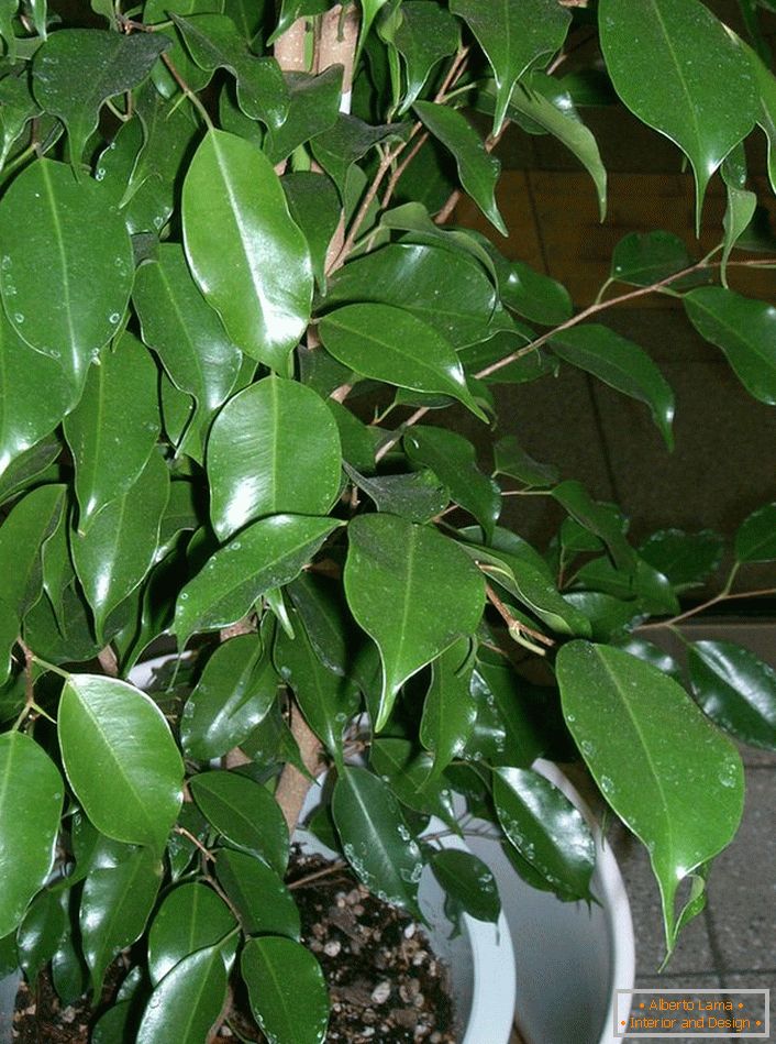 Ficus Benjamin. Trawiasta roślina, z której zakochani starannie tworzą bonsai (sztuka uprawy drzew karłowatych w celach dekoracyjnych).