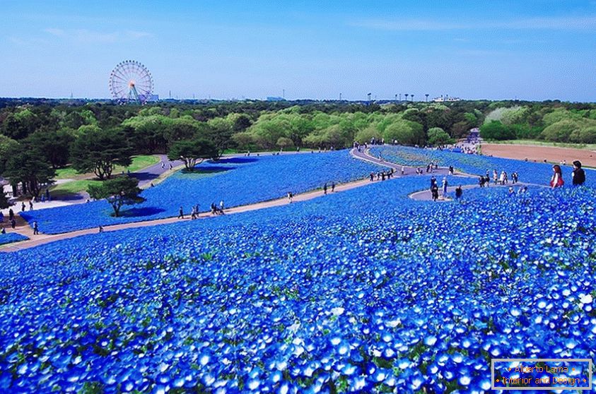 Fascynujące pole kwiatów w japońskim parku